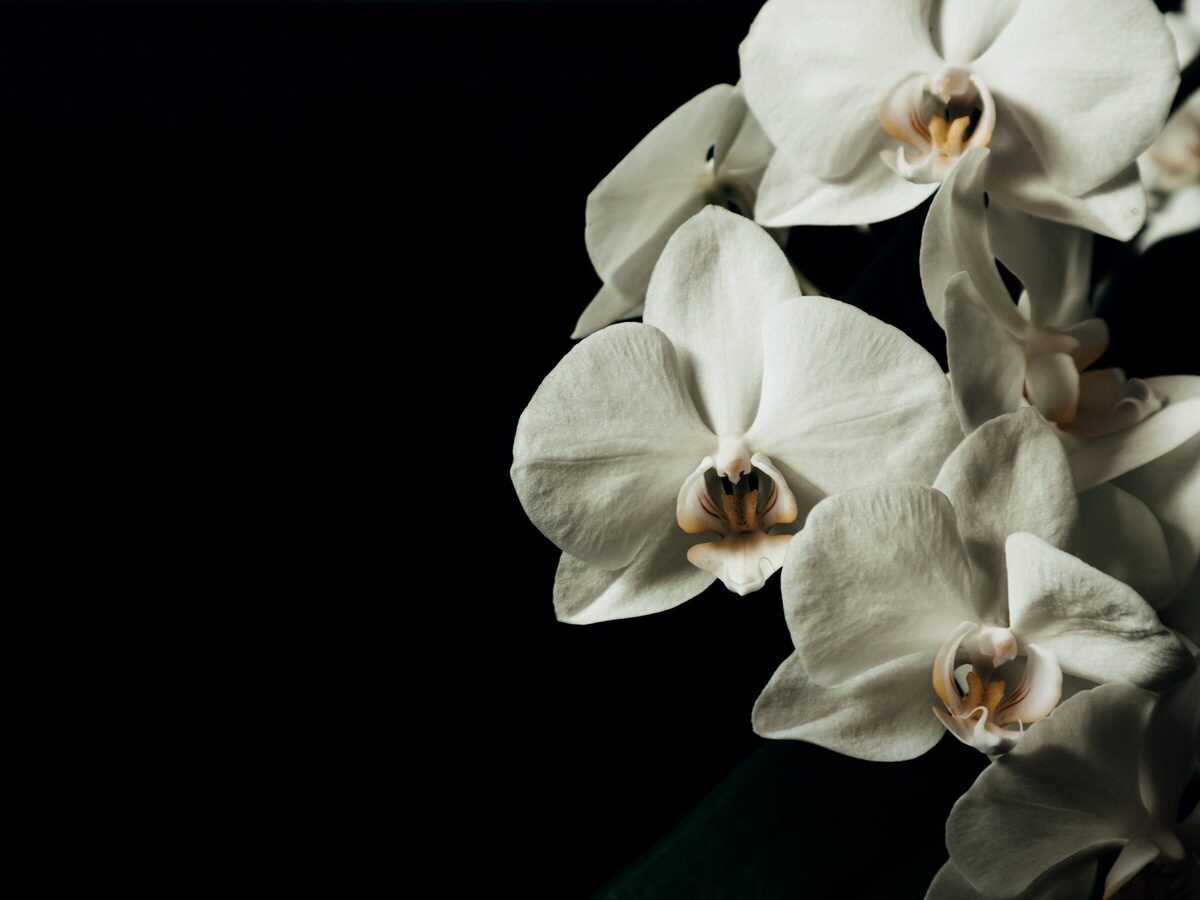 White orchids on a black ground, lit from the side.